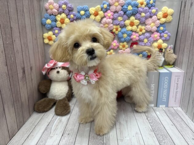 岡山県のマルプー(マルチーズ×プードル) (ワンキャラット アミーゴ高屋店/2025年11月1日生まれ/女の子/クリーム)の子犬の2枚目の画像