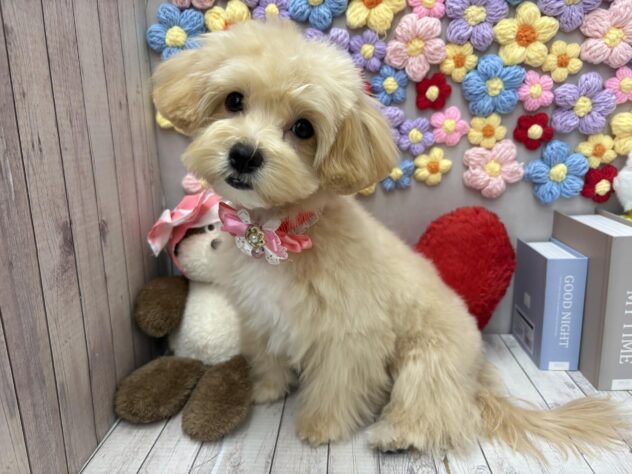 岡山県のマルプー(マルチーズ×プードル) (ワンキャラット アミーゴ高屋店/2025年11月1日生まれ/女の子/クリーム)の子犬の1枚目の画像