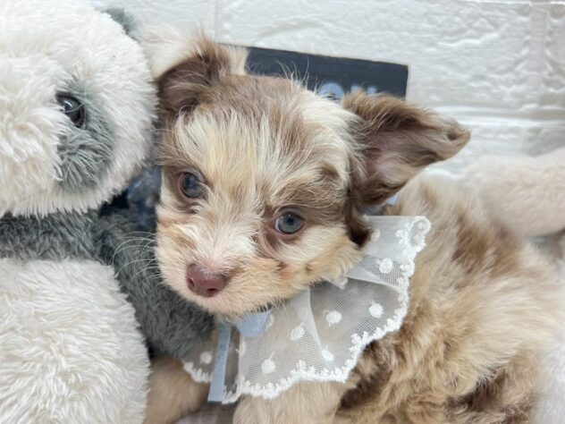 岡山県のハーフ犬・ミックス犬 (ワンキャラット アミーゴ岡南店/2026年1月13日生まれ/男の子/チョコレートマール)の子犬の1枚目の画像