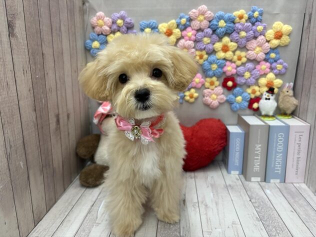 岡山県のマルプー(マルチーズ×プードル) (ワンキャラット アミーゴ高屋店/2025年11月1日生まれ/女の子/クリーム)の子犬の3枚目の画像