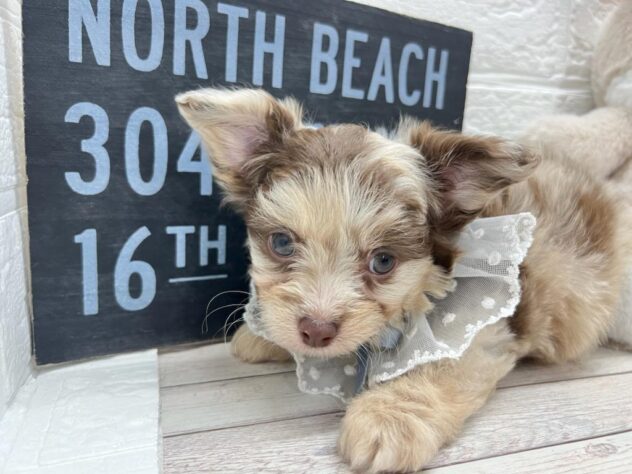 岡山県のハーフ犬・ミックス犬 (ワンキャラット アミーゴ岡南店/2026年1月13日生まれ/男の子/チョコレートマール)の子犬の2枚目の画像