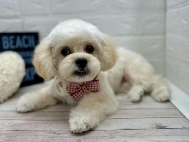 岡山県のハーフ犬・ミックス犬 (ワンキャラット アミーゴ岡南店/2025年10月14日生まれ/女の子/クリーム)の子犬の1枚目の画像