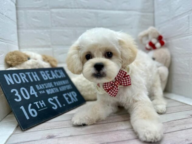 岡山県のハーフ犬・ミックス犬 (ワンキャラット アミーゴ岡南店/2025年10月14日生まれ/女の子/クリーム)の子犬の3枚目の画像