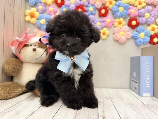 岡山県のハーフ犬・ミックス犬 (ワンキャラット アミーゴ高屋店/2026年1月21日生まれ/男の子/ブラック)の子犬の1枚目の画像