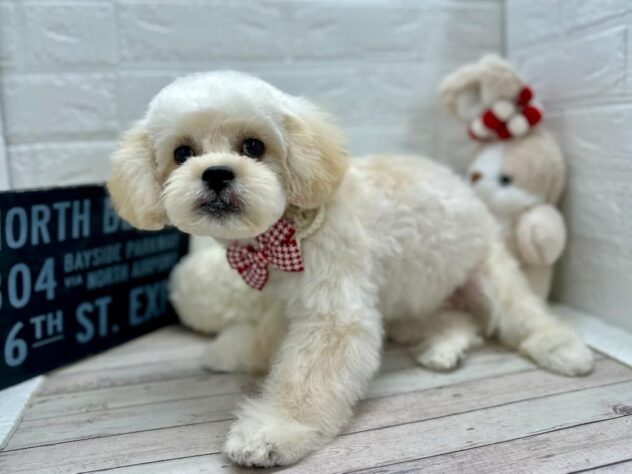 岡山県のハーフ犬・ミックス犬 (ワンキャラット アミーゴ岡南店/2025年10月14日生まれ/女の子/クリーム)の子犬の2枚目の画像