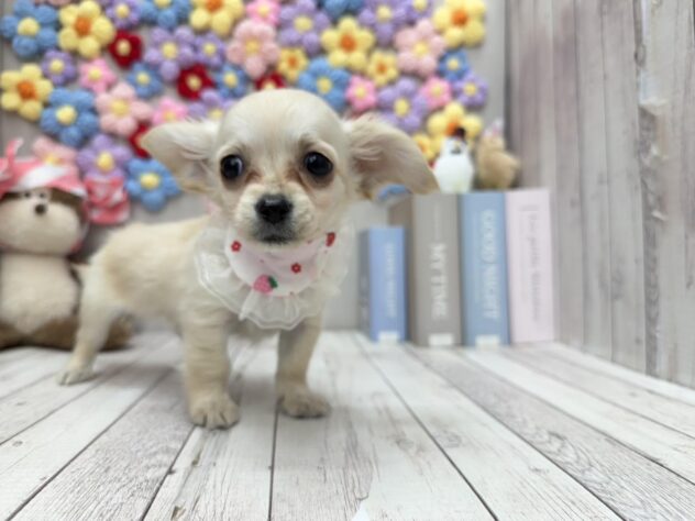 岡山県のハーフ犬・ミックス犬 (ワンキャラット アミーゴ高屋店/2026年1月21日生まれ/女の子/クリーム)の子犬の1枚目の画像