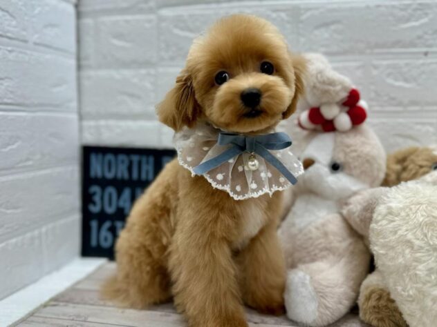 岡山県のハーフ犬・ミックス犬 (ワンキャラット アミーゴ岡南店/2025年10月24日生まれ/女の子/クリーム)の子犬の1枚目の画像