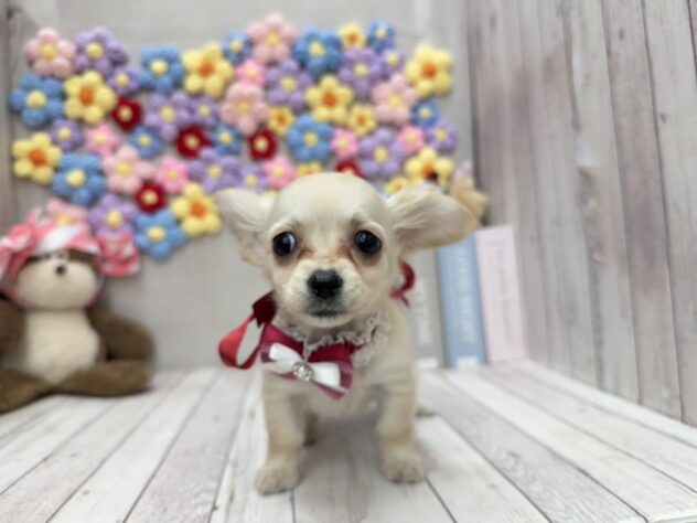 岡山県のハーフ犬・ミックス犬 (ワンキャラット アミーゴ高屋店/2026年1月21日生まれ/女の子/クリーム)の子犬の2枚目の画像