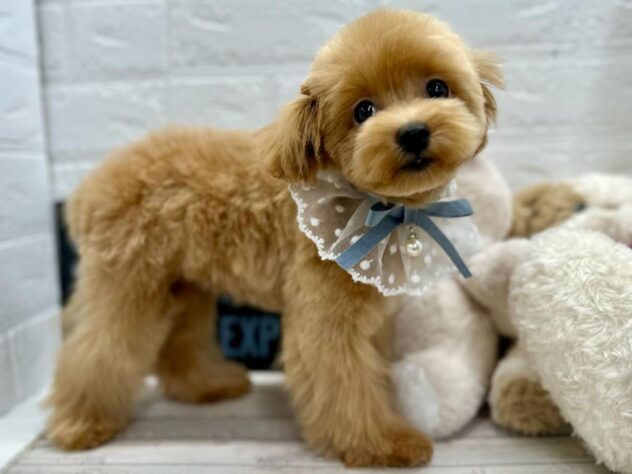 岡山県のハーフ犬・ミックス犬 (ワンキャラット アミーゴ岡南店/2025年10月24日生まれ/女の子/クリーム)の子犬の2枚目の画像