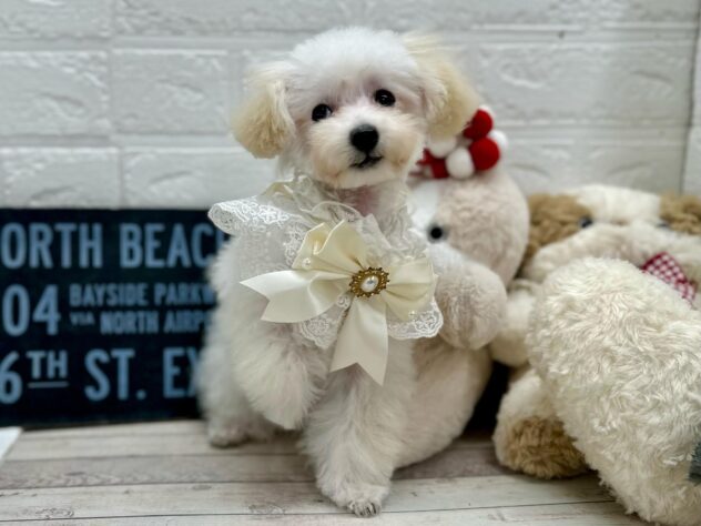 岡山県のトイプードル(トイ) (ワンキャラット アミーゴ岡南店/2025年11月13日生まれ/女の子/ホワイト)の子犬の2枚目の画像