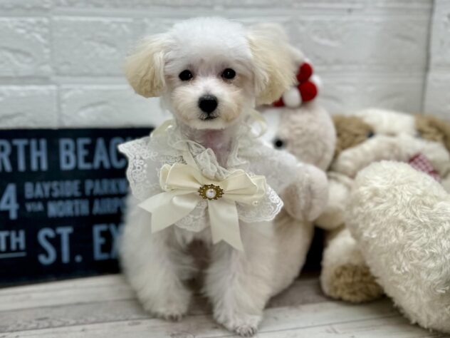 岡山県のトイプードル(トイ) (ワンキャラット アミーゴ岡南店/2025年11月13日生まれ/女の子/ホワイト)の子犬の1枚目の画像