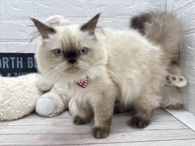 岡山県のヒマラヤン (ワンキャラット アミーゴ岡南店/2025年10月4日生まれ/女の子/シールポイント)の子猫の1枚目の画像