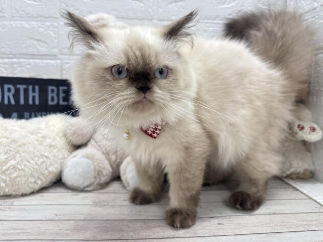 岡山県のヒマラヤン (ワンキャラット アミーゴ岡南店/2025年10月4日生まれ/女の子/シールポイント)の子猫の2枚目の画像