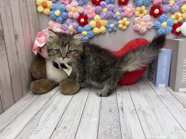 岡山県のミヌエット (ワンキャラット アミーゴ高屋店/2026年1月20日生まれ/男の子/ブラウンタビーホワイト)の子猫の4枚目の画像