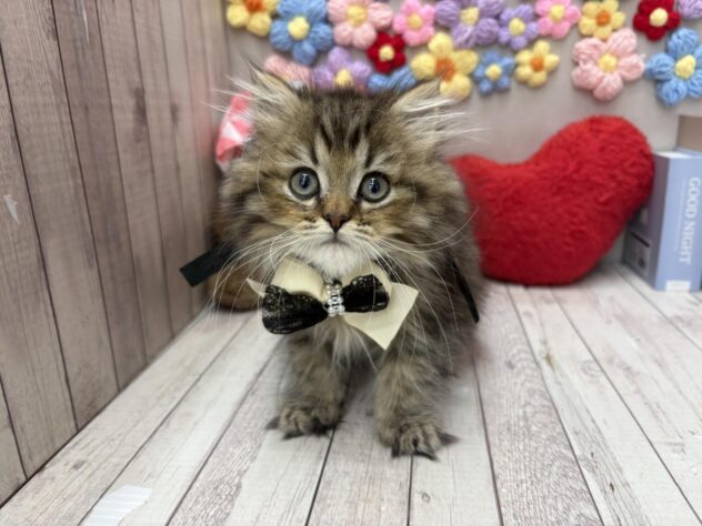 岡山県のミヌエット (ワンキャラット アミーゴ高屋店/2026年1月20日生まれ/男の子/ブラウンタビーホワイト)の子猫の2枚目の画像