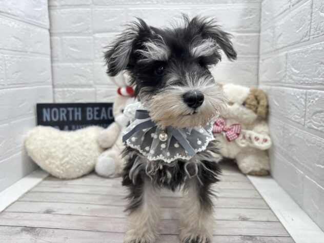 岡山県のミニチュアシュナウザー (ワンキャラット アミーゴ岡南店/2025年12月16日生まれ/男の子/ブラックシルバー)の子犬の2枚目の画像