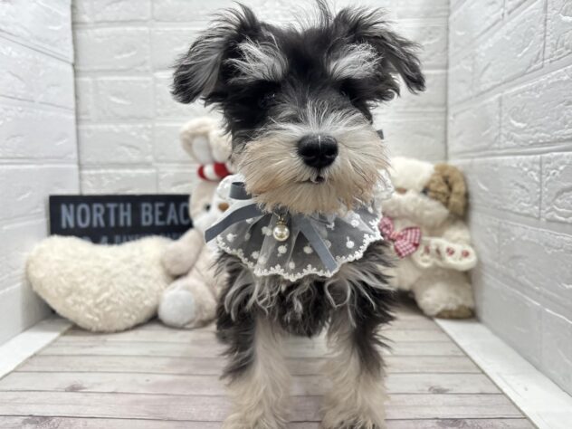 岡山県のミニチュアシュナウザー (ワンキャラット アミーゴ岡南店/2025年12月16日生まれ/男の子/ブラックシルバー)の子犬の1枚目の画像