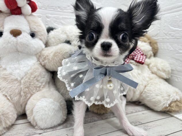 岡山県のチワワ(ロング) (ワンキャラット アミーゴ岡南店/2025年11月30日生まれ/男の子/ブラックホワイト)の子犬の2枚目の画像