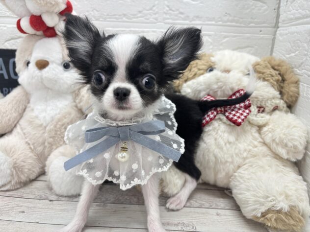 岡山県のチワワ(ロング) (ワンキャラット アミーゴ岡南店/2025年11月30日生まれ/男の子/ブラックホワイト)の子犬の1枚目の画像