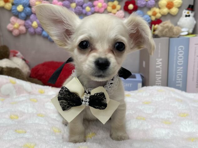 岡山県のハーフ犬・ミックス犬 (ワンキャラット アミーゴ高屋店/2026年1月21日生まれ/女の子/クリーム)の子犬の3枚目の画像