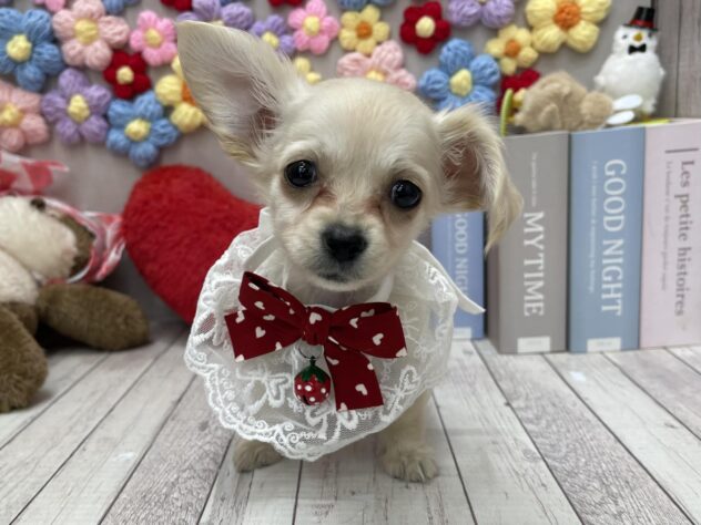 岡山県のハーフ犬・ミックス犬 (ワンキャラット アミーゴ高屋店/2026年1月21日生まれ/女の子/クリーム)の子犬の4枚目の画像