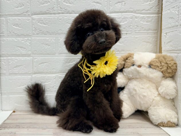 岡山県のトイプードル(トイ) (ワンキャラット アミーゴ岡南店/2025年10月28日生まれ/男の子/ブラック)の子犬の1枚目の画像