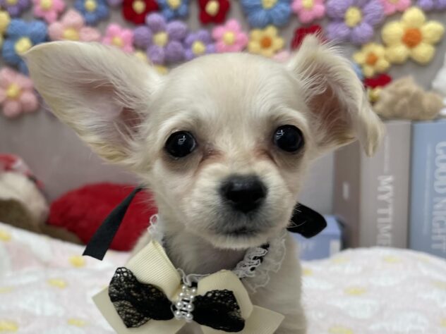 岡山県のハーフ犬・ミックス犬 (ワンキャラット アミーゴ高屋店/2026年1月21日生まれ/女の子/クリーム)の子犬の1枚目の画像