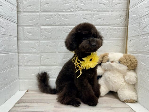 岡山県のトイプードル(トイ) (ワンキャラット アミーゴ岡南店/2025年10月28日生まれ/男の子/ブラック)の子犬の2枚目の画像