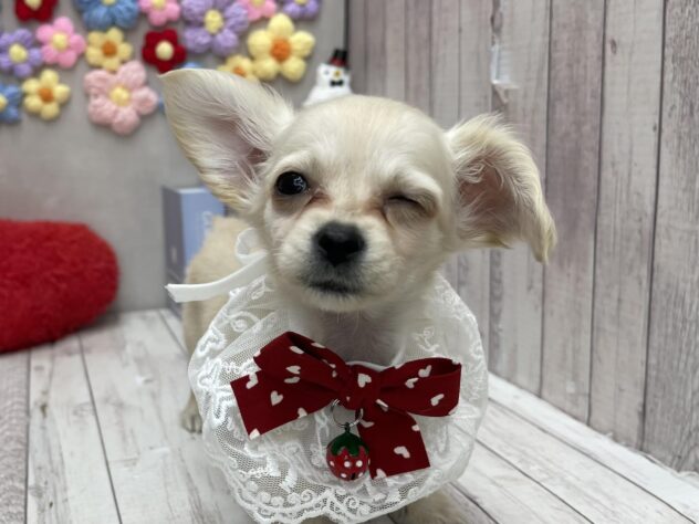 岡山県のハーフ犬・ミックス犬 (ワンキャラット アミーゴ高屋店/2026年1月21日生まれ/女の子/クリーム)の子犬の2枚目の画像