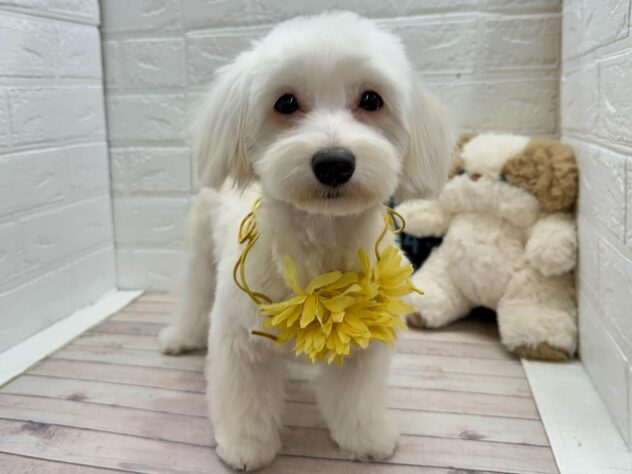 岡山県のハーフ犬・ミックス犬 (ワンキャラット アミーゴ岡南店/2025年8月11日生まれ/女の子/クリーム)の子犬の1枚目の画像