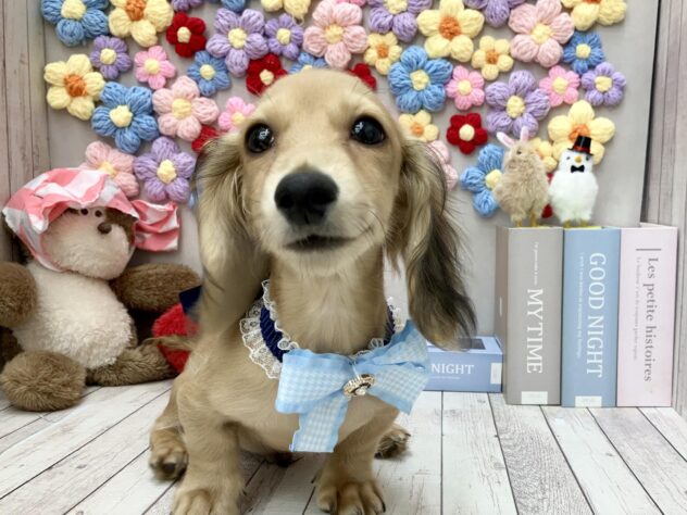 岡山県のカニンヘンダックスフンド(ロング) (ワンキャラット アミーゴ高屋店/2025年11月30日生まれ/男の子/シェーデットイエロー)の子犬の1枚目の画像