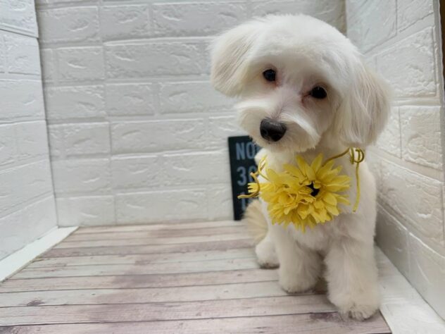 岡山県のハーフ犬・ミックス犬 (ワンキャラット アミーゴ岡南店/2025年8月11日生まれ/女の子/クリーム)の子犬の2枚目の画像