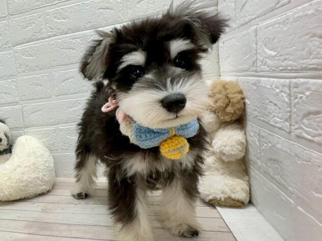 岡山県のミニチュアシュナウザー (ワンキャラット アミーゴ岡南店/2025年12月16日生まれ/男の子/ブラックシルバー)の子犬の1枚目の画像