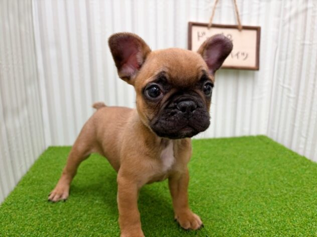 岡山県のフレンチブルドッグ (アミーゴ倉敷店/2026年1月20日生まれ/男の子/フォーン)の子犬の2枚目の画像