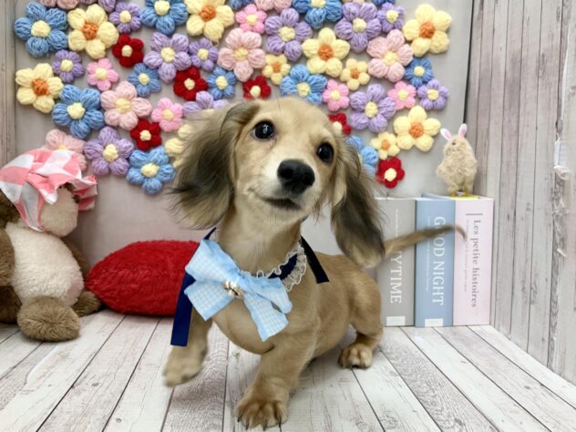 岡山県のカニンヘンダックスフンド(ロング) (ワンキャラット アミーゴ高屋店/2025年11月30日生まれ/男の子/シェーデットイエロー)の子犬の2枚目の画像