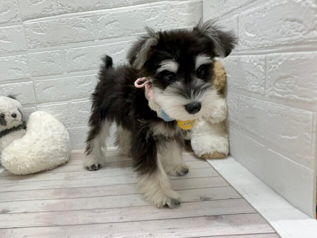 岡山県のミニチュアシュナウザー (ワンキャラット アミーゴ岡南店/2025年12月16日生まれ/男の子/ブラックシルバー)の子犬の2枚目の画像