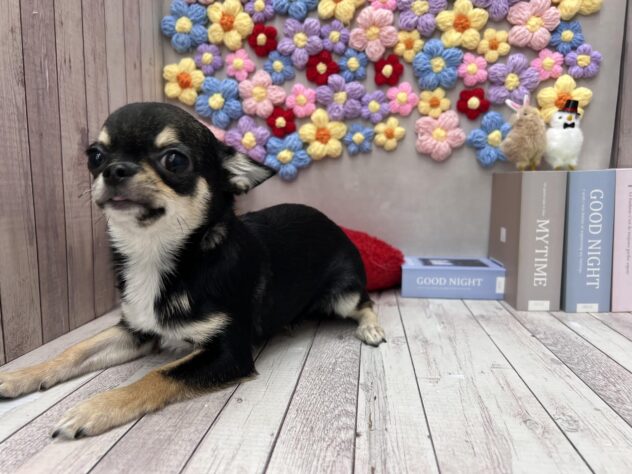 岡山県のチワワ(ロング) (ワンキャラット アミーゴ高屋店/2025年10月3日生まれ/男の子/ブラックタンホワイト)の子犬の3枚目の画像