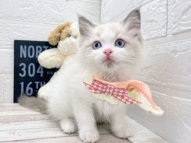 2026年1月18日生まれのラグドール