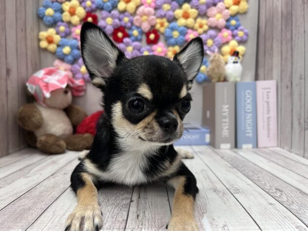 岡山県のチワワ(ロング) (ワンキャラット アミーゴ高屋店/2025年10月3日生まれ/男の子/ブラックタンホワイト)の子犬の2枚目の画像