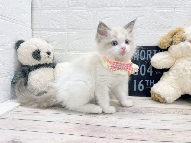 岡山県のラグドール (ワンキャラット アミーゴ岡南店/2026年1月18日生まれ/女の子/ブルーポイントバイカラー)の子猫の2枚目の画像