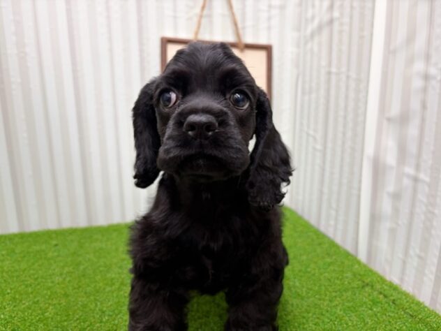 岡山県のアメリカンコッカースパニエル (アミーゴ倉敷店/2026年1月24日生まれ/女の子/ブラック)の子犬の3枚目の画像