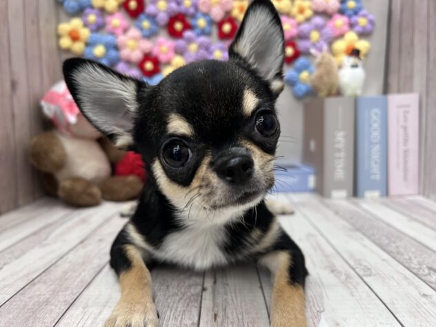 岡山県のチワワ(ロング) (ワンキャラット アミーゴ高屋店/2025年10月3日生まれ/男の子/ブラックタンホワイト)の子犬の1枚目の画像