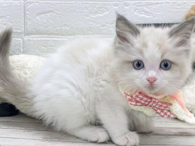 岡山県のラグドール (ワンキャラット アミーゴ岡南店/2026年1月18日生まれ/女の子/ブルーポイントバイカラー)の子猫の3枚目の画像