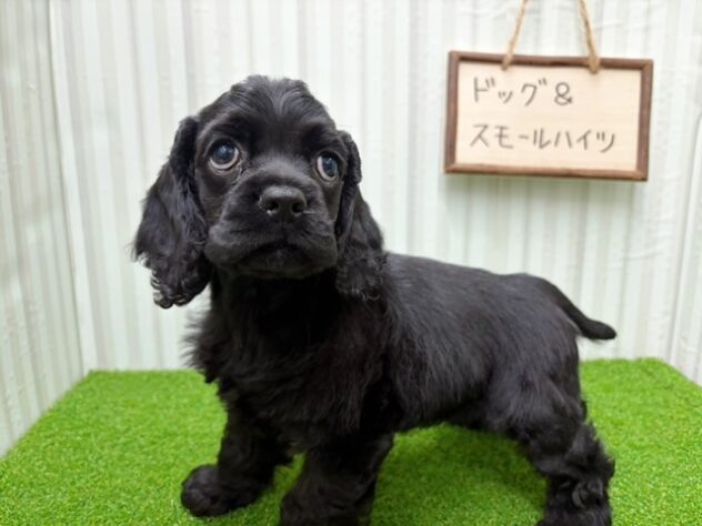 岡山県のアメリカンコッカースパニエル (アミーゴ倉敷店/2026年1月24日生まれ/女の子/ブラック)の子犬の2枚目の画像