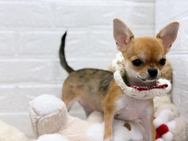 岡山県のチワワ(ロング) (ワンキャラット アミーゴ岡南店/2025年11月21日生まれ/女の子/セーブルホワイト)の子犬の2枚目の画像