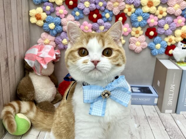 岡山県のスコティッシュフォールド (ワンキャラット アミーゴ高屋店/2025年9月29日生まれ/男の子/レッドタビーホワイト)の子猫の1枚目の画像