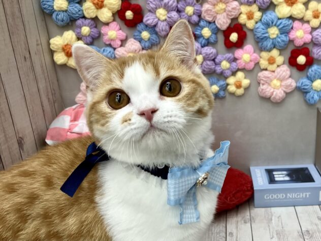 岡山県のスコティッシュフォールド (ワンキャラット アミーゴ高屋店/2025年9月29日生まれ/男の子/レッドタビーホワイト)の子猫の2枚目の画像