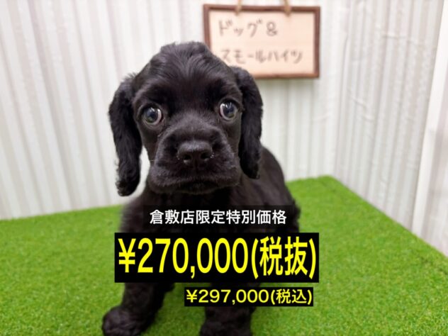 岡山県のアメリカンコッカースパニエル (アミーゴ倉敷店/2026年1月24日生まれ/女の子/ブラック)の子犬の1枚目の画像