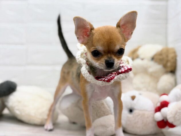 岡山県のチワワ(ロング) (ワンキャラット アミーゴ岡南店/2025年11月21日生まれ/女の子/セーブルホワイト)の子犬の3枚目の画像