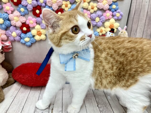 岡山県のスコティッシュフォールド (ワンキャラット アミーゴ高屋店/2025年9月29日生まれ/男の子/レッドタビーホワイト)の子猫の3枚目の画像